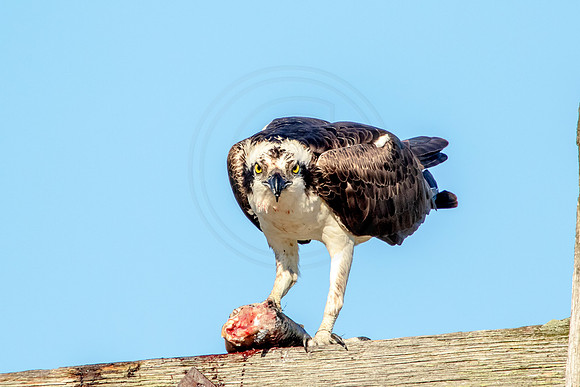Osprey in Crown Point