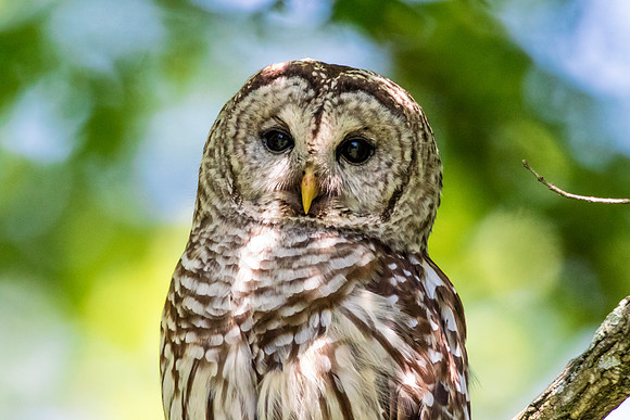 Barred Owl