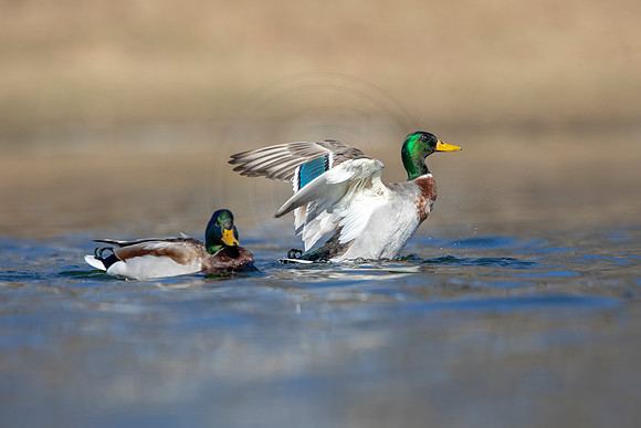 241 mallard (AF3A3668) March 13, 2021