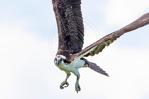 Osprey in Crown Point