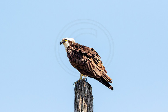 Osprey in Crown Point