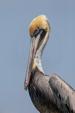 291 pelican (6F3A7866) April 15, 2021