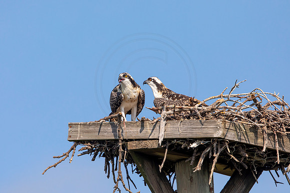 123 osprey (6F3A6460) April 15, 2021