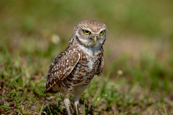 928 burrowing owl (6F3A2531) April 17, 2021