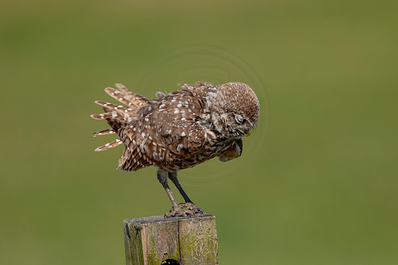 951 burrowing owl (6F3A2710) April 17, 2021