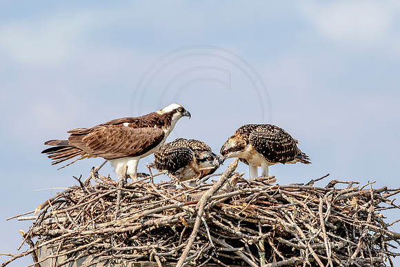 Osprey in Crown Point