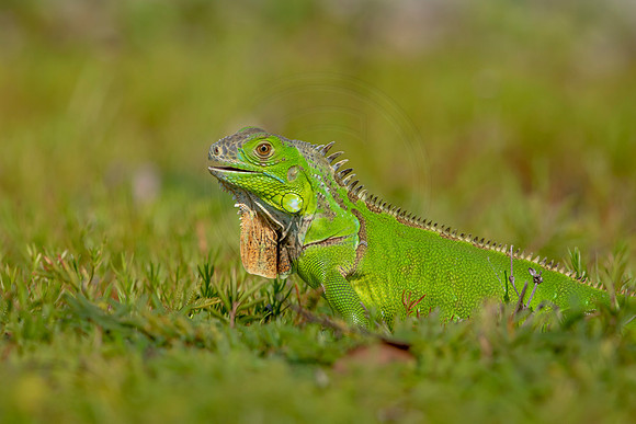 485 iguana (6F3A9035) April 15, 2021