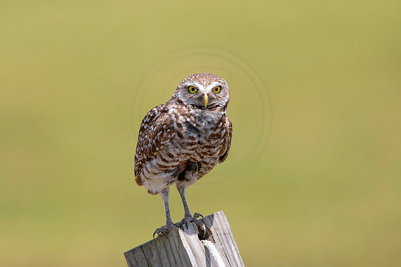 759 burrowing owl (6F3A1533) April 17, 2021
