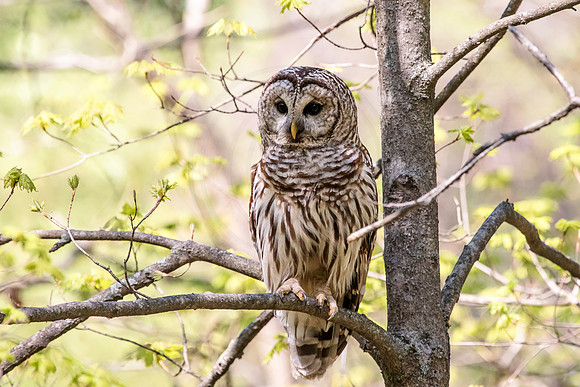 Barred Owl