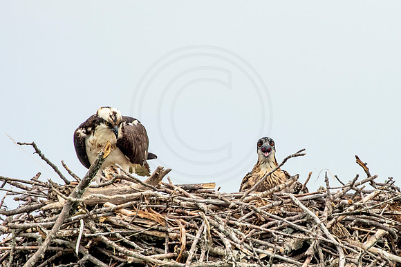Osprey in Crown Point