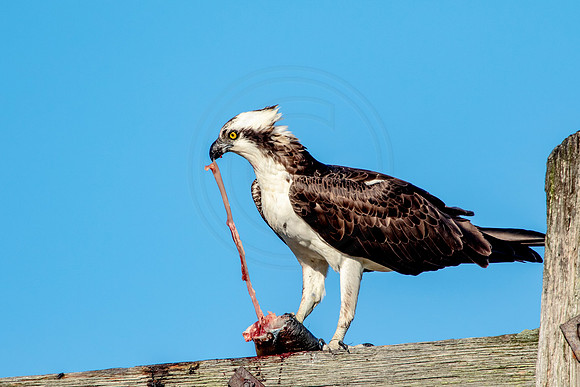 Osprey in Crown Point