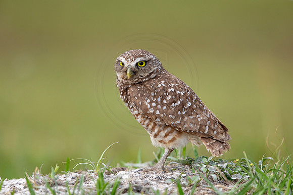 627 burrowing owl (6F3A0561) April 17, 2021