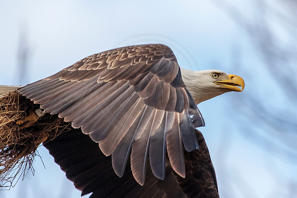 Bald Eagle in flight