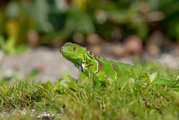 513 iguana (6F3A9145) April 15, 2021