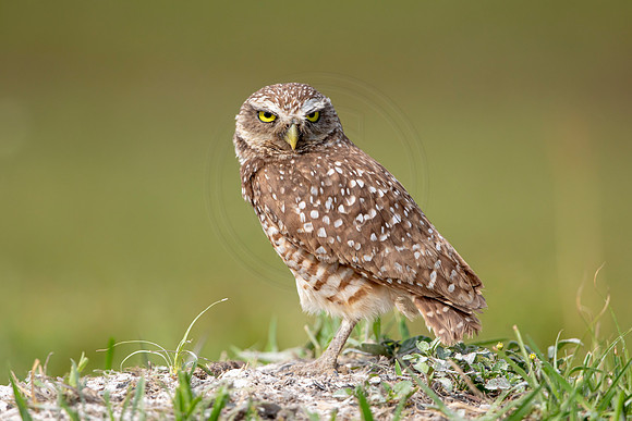 620 burrowing owl (6F3A0530) April 17, 2021