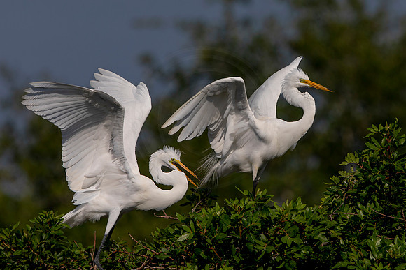 1050 egret (6F3A3612) April 18, 2021