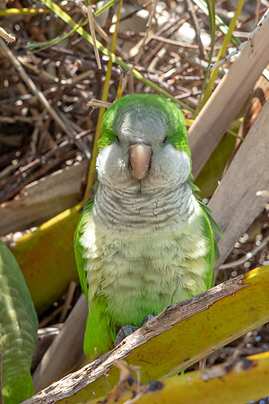 1211 monk parakeet (6F3A5285) April 18, 2021