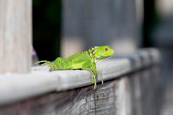 529 iguana (6F3A9260) April 15, 2021
