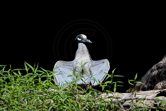 542 night heron (6F3A9559) April 16, 2021