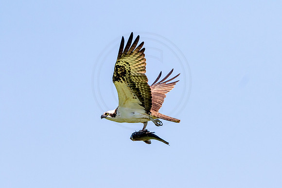 Osprey in Crown Point
