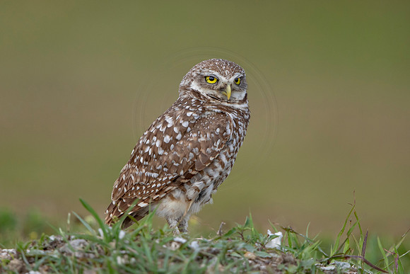 656 burrowing owl (6F3A0893) April 17, 2021
