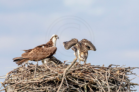 Osprey in Crown Point