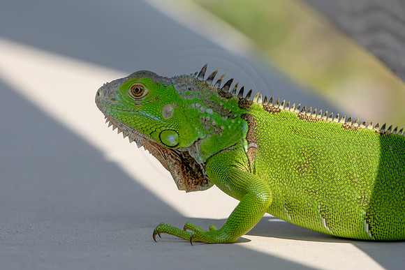 523 iguana (6F3A9191) April 15, 2021