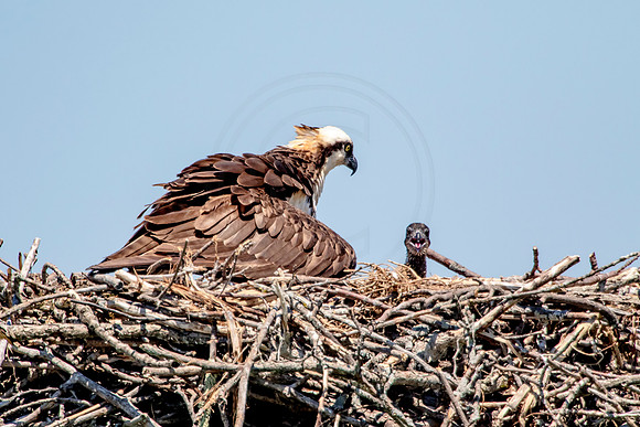Osprey in Crown Point