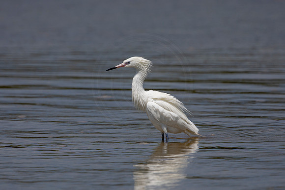 271 egret (6F3A7602) April 15, 2021
