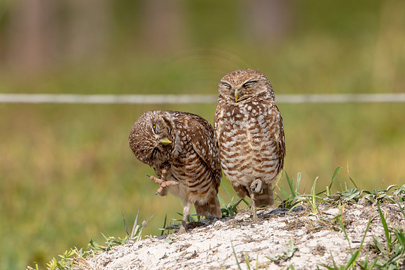 638 burrowing owl (6F3A0667) April 17, 2021