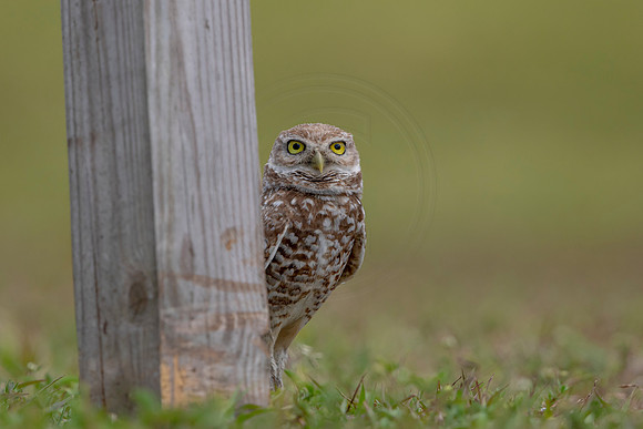 14 burrowing owl (6F3A1736) April 17, 2021