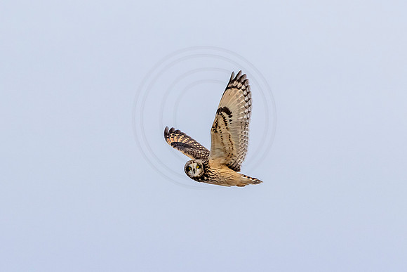 Short-eared owl
