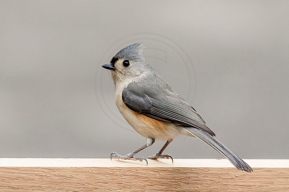 Tufted titmouse in winter