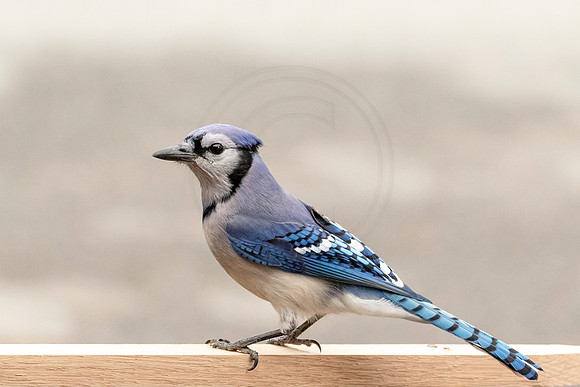Portrait of a Blue Jay