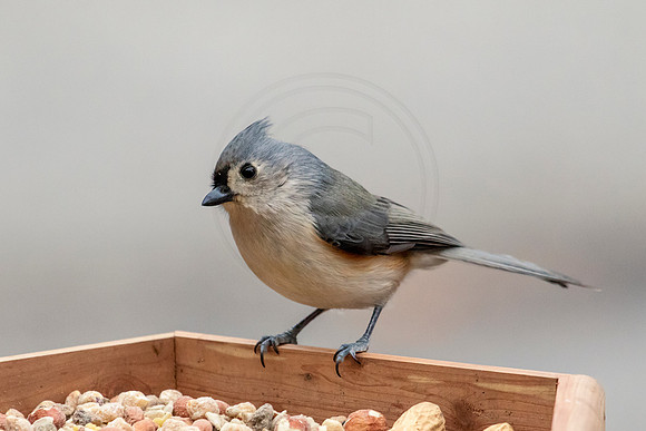 Tufted titmouse at the feeder