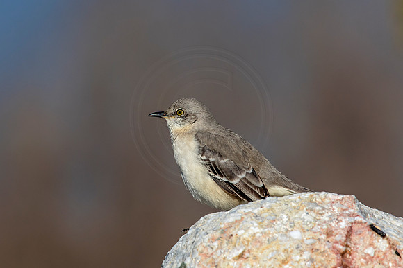 Mockingbird on a rock