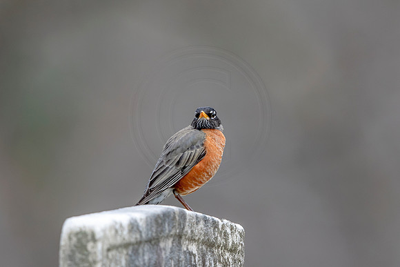 Robin on a tombstone