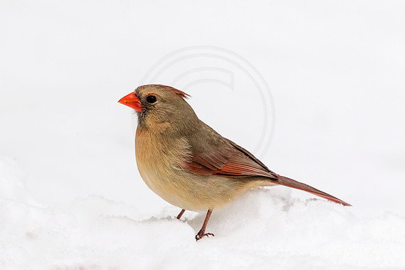 Cardinal sitting in the snow