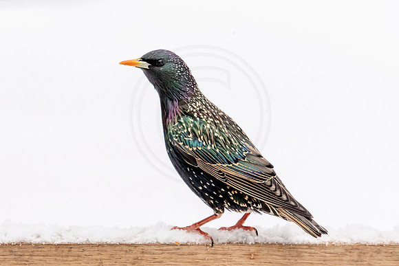 Starling perched in winter