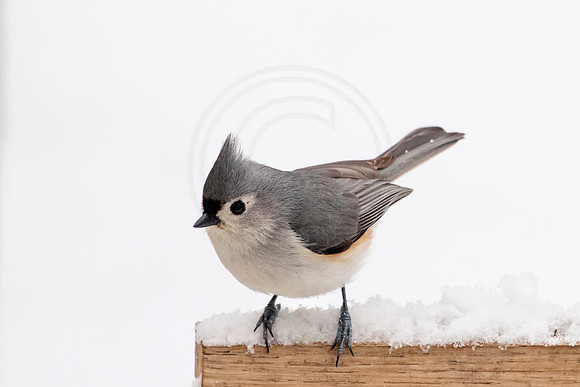 Tufted Titmouse in the winter