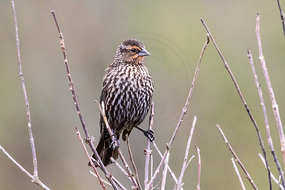 Red Winged Blackbird
