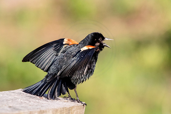 Red Winged Blackbird