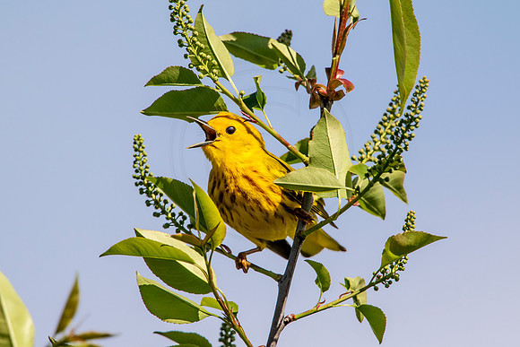 Yellow Warbler Singing
