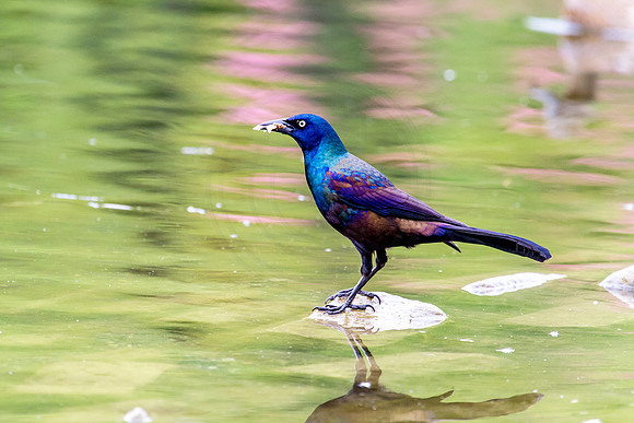 Grackle at Downing Park
