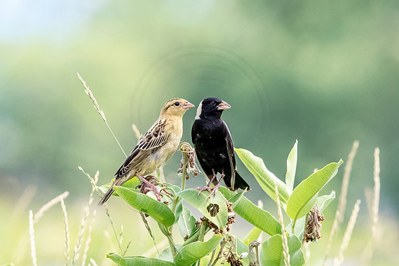 Pair of Bobolinks