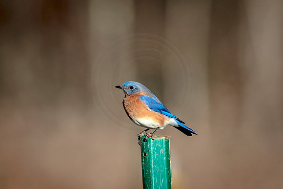 Eastern Bluebird on a post