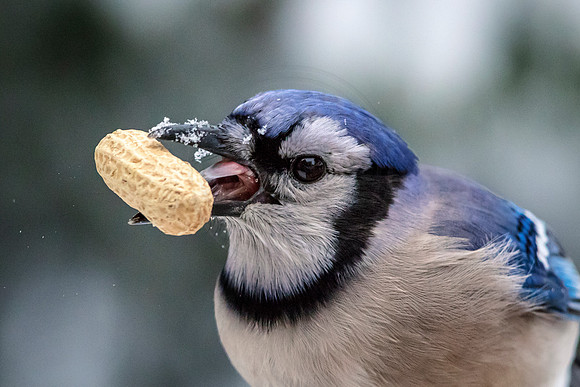 Blue Jay with a peanut