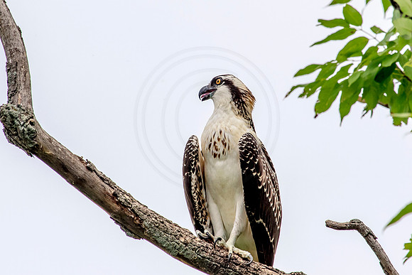 Osprey in Crown Point