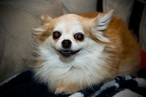 Happy Chihuahua