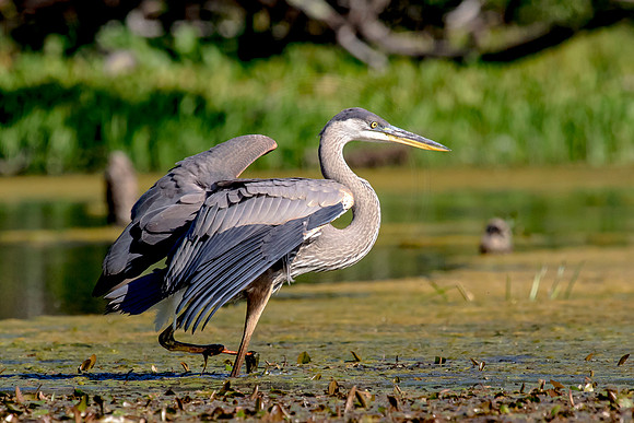 Great Blue Heron on Lake Champlain